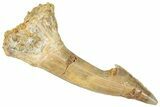 Fossil Sawfish (Onchopristis) Rostral Barb - Morocco #322851-1